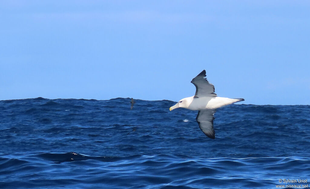 Shy Albatrossadult