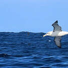 Albatros à cape blanche