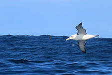 Albatros à cape blanche