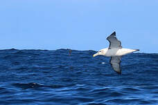 Albatros à cape blanche