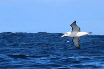 Albatros à cape blanche