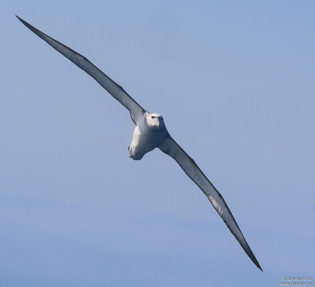 Shy Albatrossadult