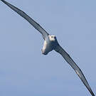 Albatros à cape blanche