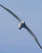 Albatros à cape blanche