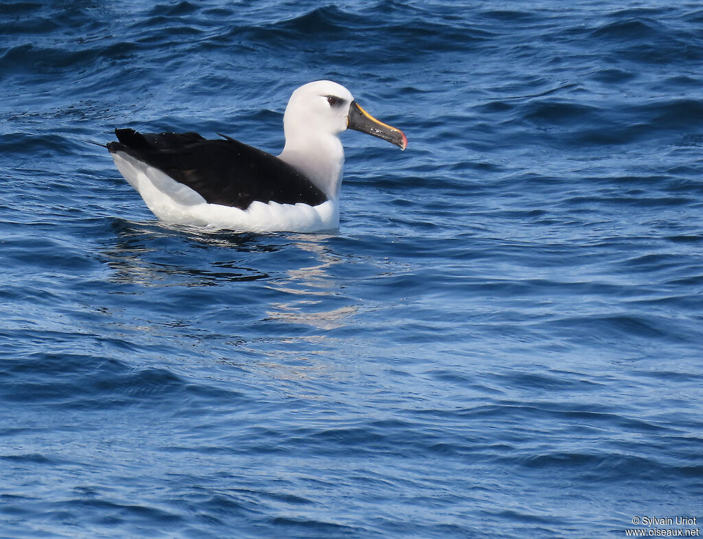 Albatros à nez jauneadulte