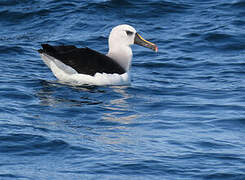 Atlantic Yellow-nosed Albatross