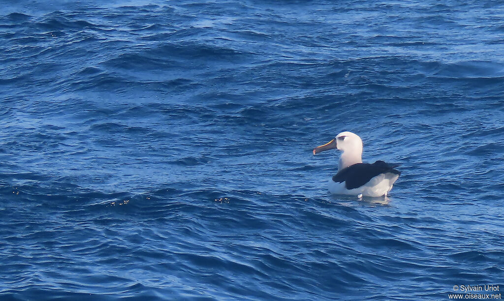 Albatros à nez jauneadulte