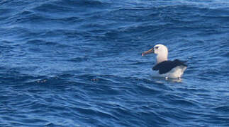 Atlantic Yellow-nosed Albatross