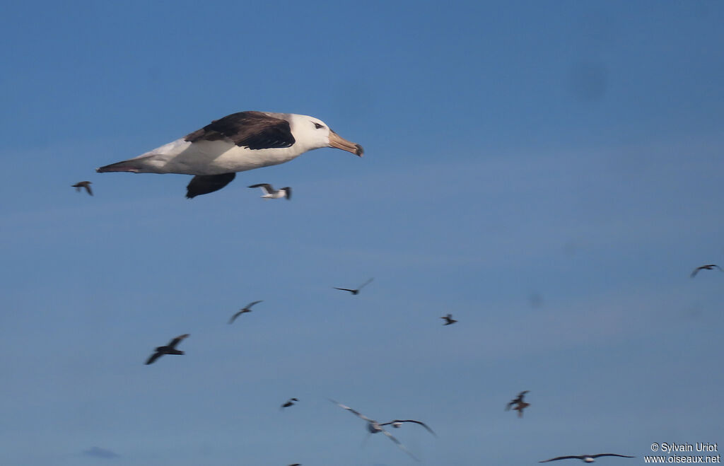 Black-browed Albatrossimmature