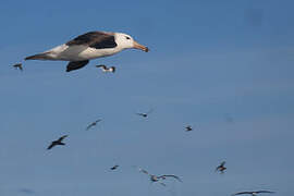 Black-browed Albatross