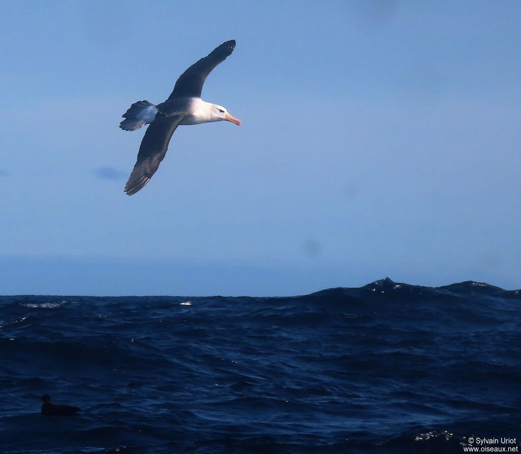 Black-browed Albatrossadult