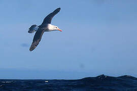 Black-browed Albatross