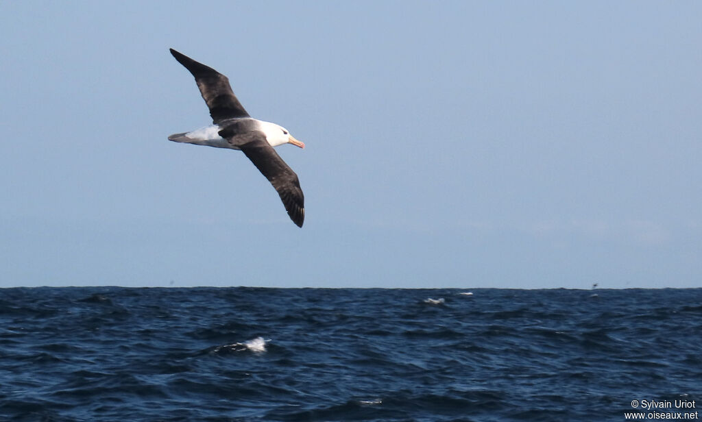 Black-browed Albatrossadult