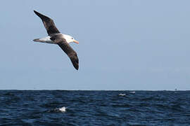 Black-browed Albatross