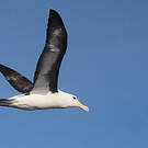 Albatros à sourcils noirs