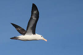 Black-browed Albatross