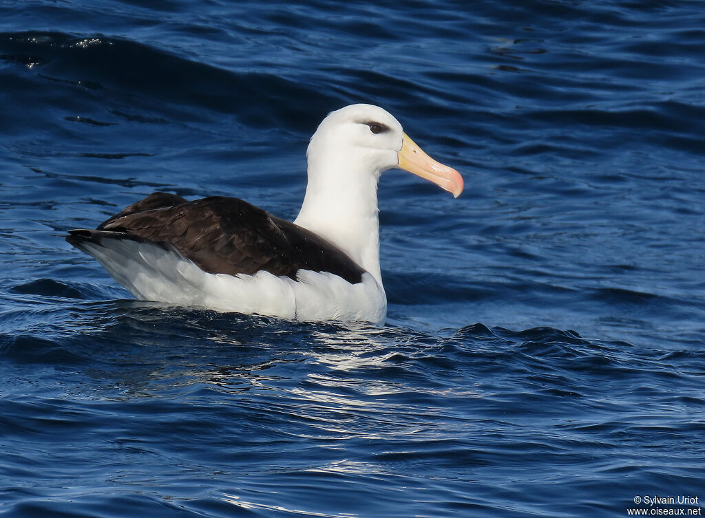 Albatros à sourcils noirsadulte