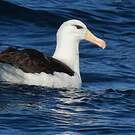 Albatros à sourcils noirs