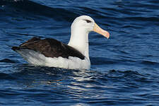 Albatros à sourcils noirs