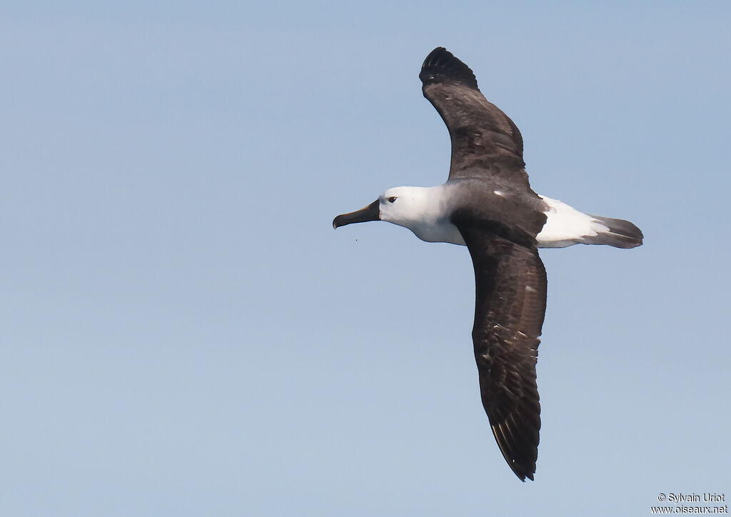 Indian Yellow-nosed Albatrossadult