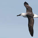 Albatros de l'océan indien