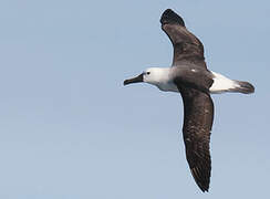 Indian Yellow-nosed Albatross