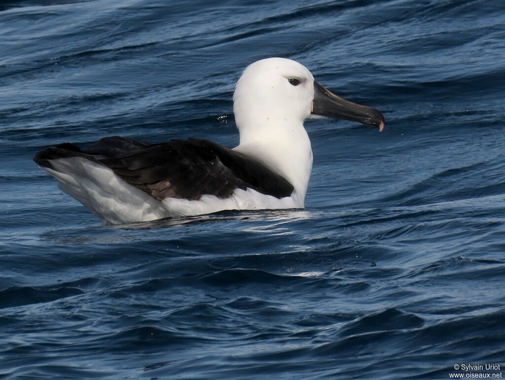 Indian Yellow-nosed Albatrossadult