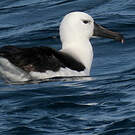 Albatros de l'océan indien