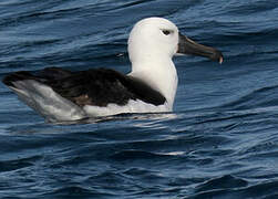 Indian Yellow-nosed Albatross