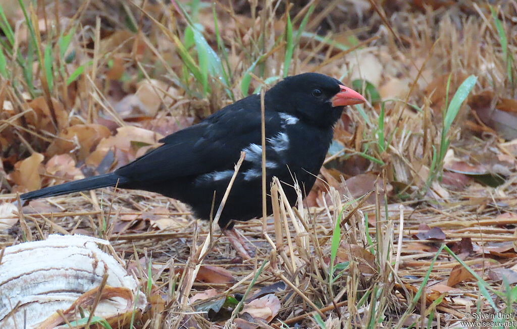 Red-billed Buffalo Weaver male adult