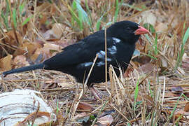 Red-billed Buffalo Weaver