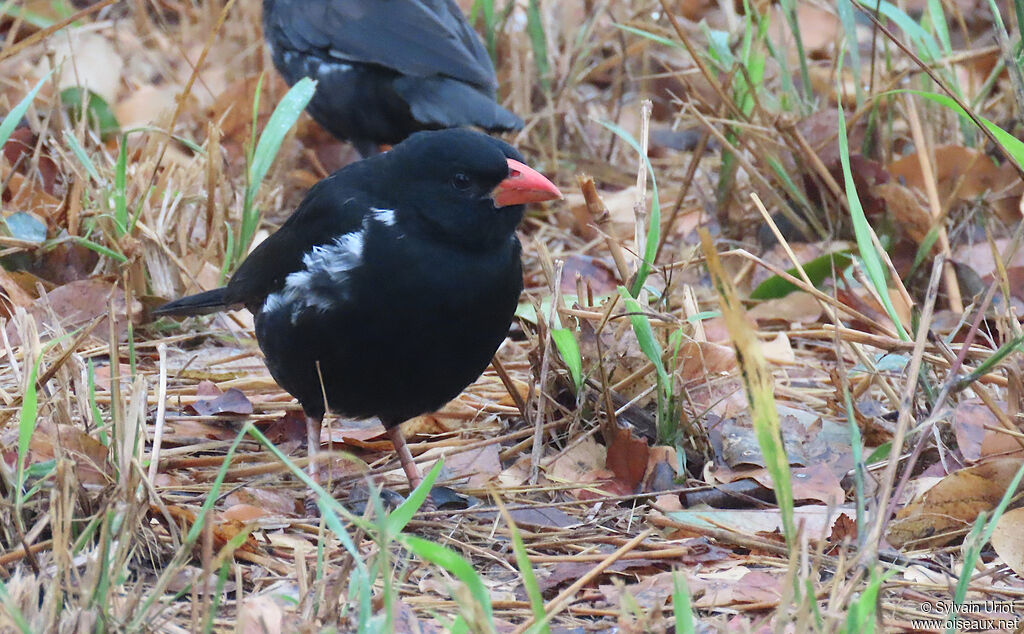 Red-billed Buffalo Weaver male adult