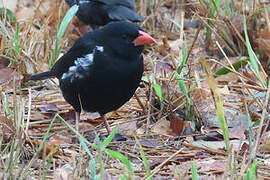 Red-billed Buffalo Weaver