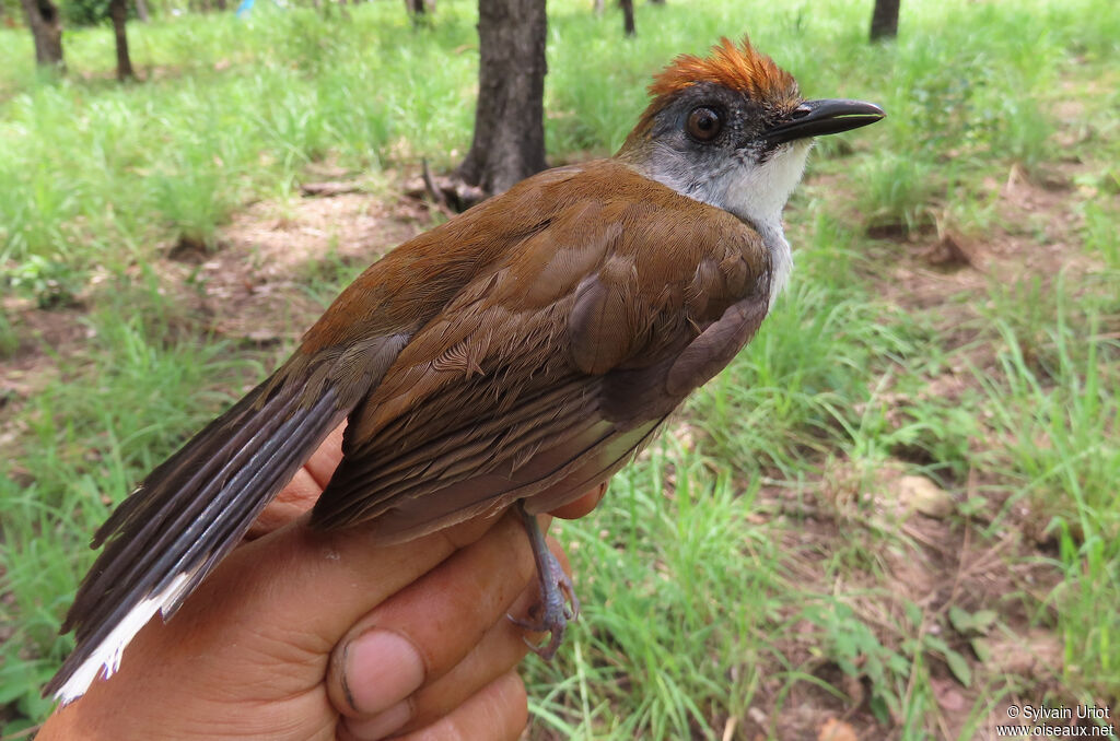 White-tailed Aletheadult