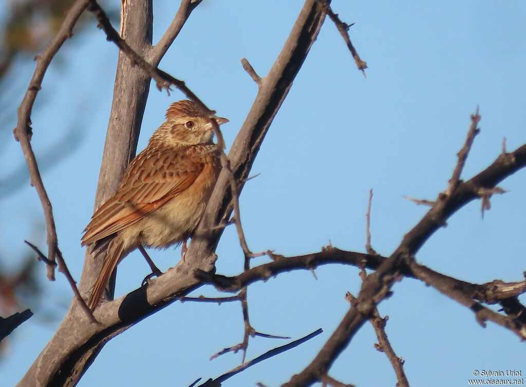 Rufous-naped Larkadult