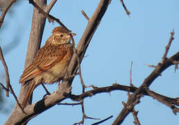 Rufous-naped Lark