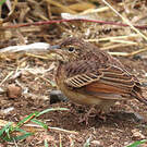 Alouette bourdonnante