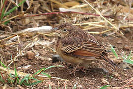 Flappet Lark