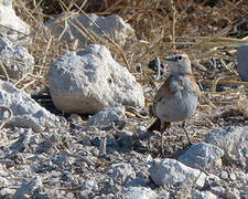 Red-capped Lark