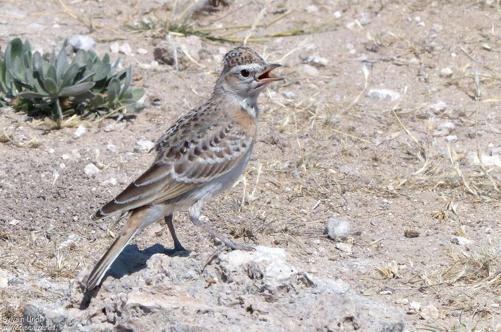 Alouette cendrilleimmature