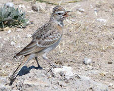 Red-capped Lark