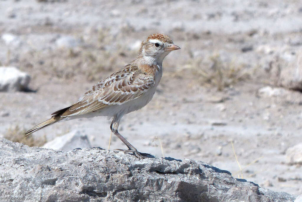 Alouette cendrilleimmature, portrait