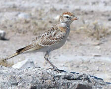 Red-capped Lark