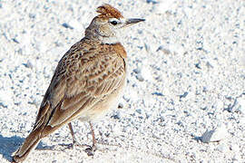 Red-capped Lark