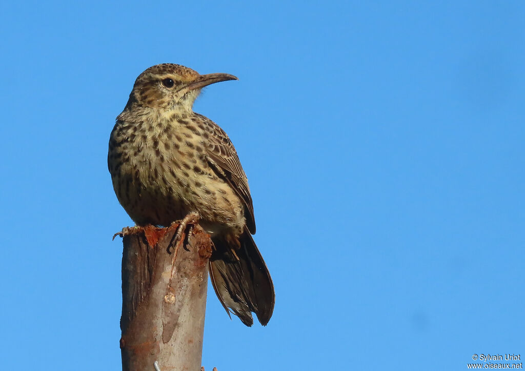 Agulhas Long-billed Larkadult