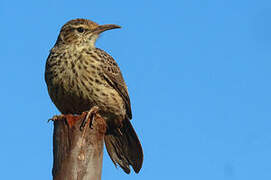 Agulhas Long-billed Lark