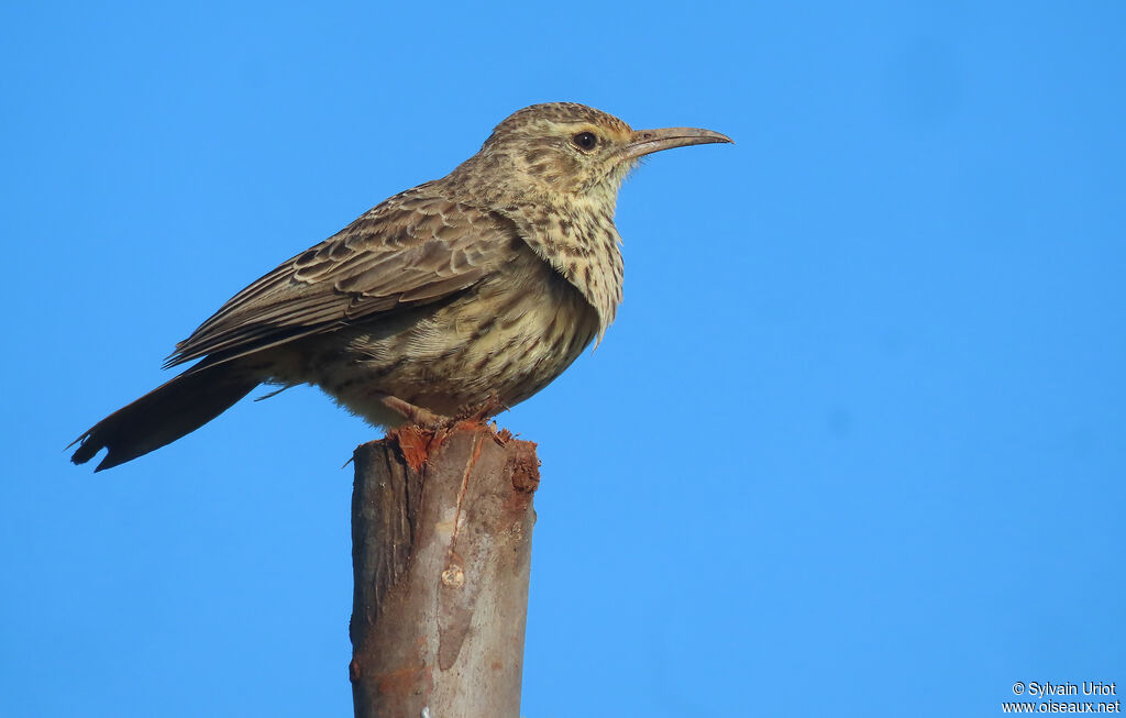 Agulhas Long-billed Larkadult