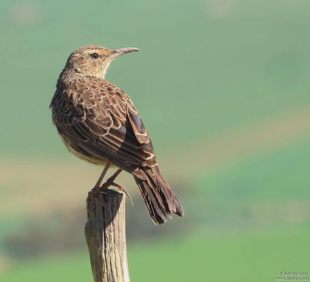 Agulhas Long-billed Larkadult