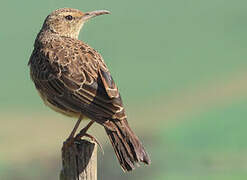 Agulhas Long-billed Lark