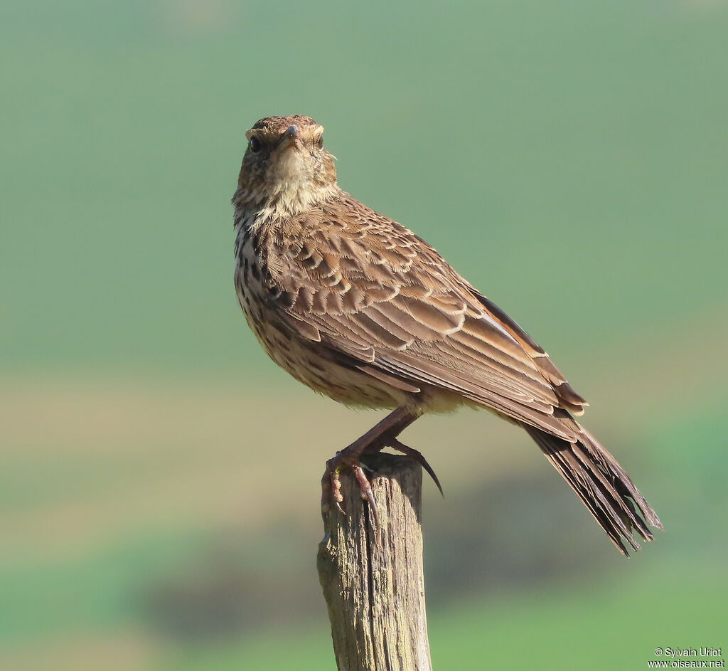 Agulhas Long-billed Larkadult